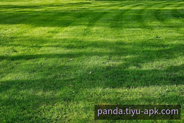 熊猫App核心技术与移动交互架构总览